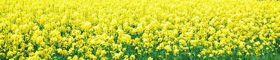 油面　菜の花